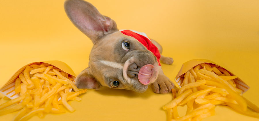 Changing Your Dog’s Food: When, Why, and How