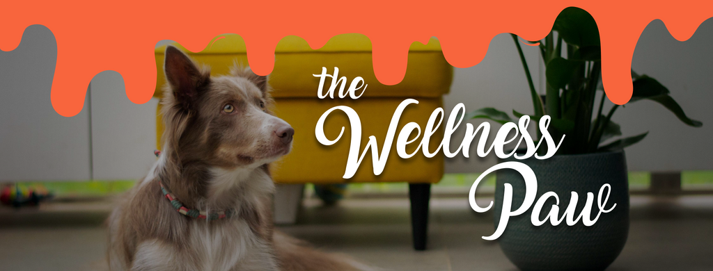 The Wellness Paw - Dog nutrition blog from Dienon